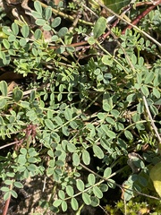 Hippocrepis comosa