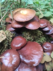 Kuehneromyces mutabilis