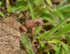 Minervarya rufescens