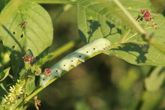 Proserpinus terlooii