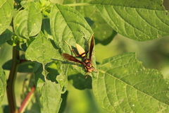 Polistes major