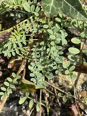 Hippocrepis comosa