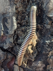 Ommatoiulus lusitanus