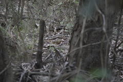 Colluricincla rufogaster