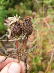 Centaurea phrygia phrygia