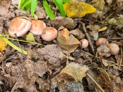 Tricholoma