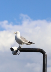 Larus canus