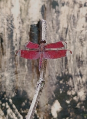 Neurothemis fulvia