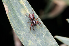 Battalus wallum