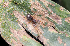 Battalus wallum