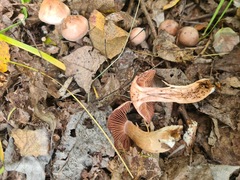 Tricholoma
