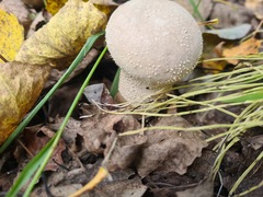 Lycoperdon excipuliforme