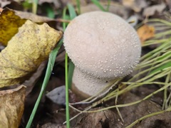 Lycoperdon excipuliforme