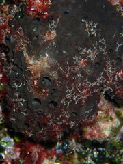 Irciniidae