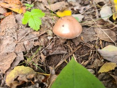 Tricholoma