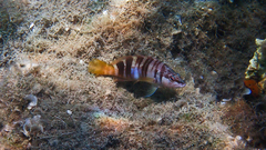 Serranus scriba