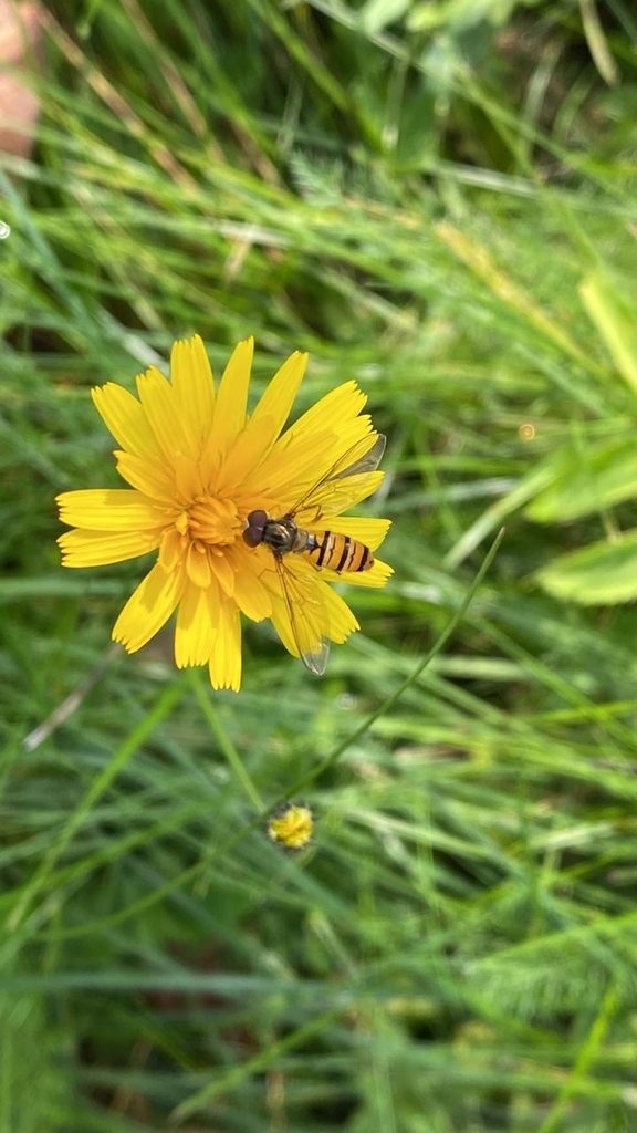 Marmalade Hover Fly from Респ. Бурятия, Россия, 671220 on September 10 ...