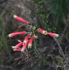 Erica densifolia