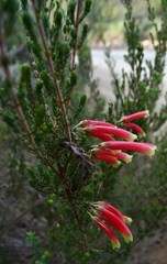 Erica densifolia