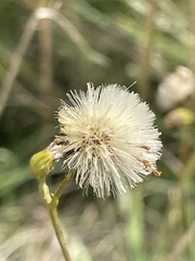 Jacobaea erucifolia