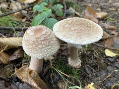Amanita pantherina