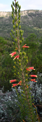 Erica densifolia