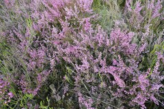 Erica gracilis