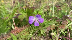 Geranium wlassovianum