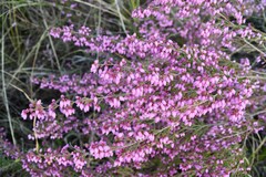 Erica gracilis