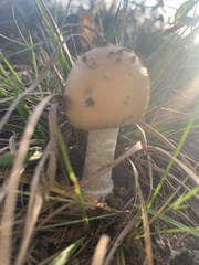Amanita crocea