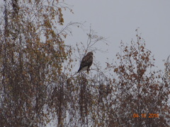 Buteo