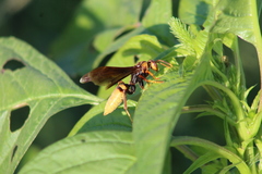Polistes major