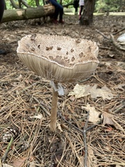 Macrolepiota procera
