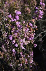 Erica chamissonis