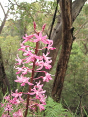Dipodium roseum