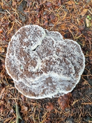 Phaeolus schweinitzii