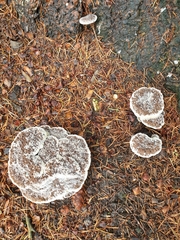 Phaeolus schweinitzii