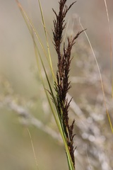 Gahnia radula