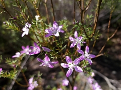 Philotheca reichenbachii