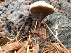 Phaeolus schweinitzii