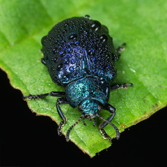 Chrysomelinae