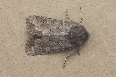 Luperina nickerlii
