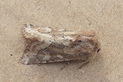 Luperina dumerilii