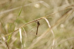 Orthetrum caledonicum