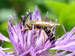 Halictus scabiosae