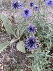 Echinops microcephalus
