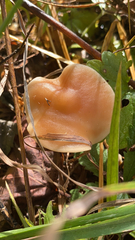 Gymnopus dryophilus