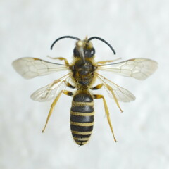 Halictus scabiosae