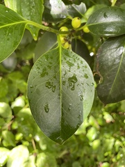 Ilex aquifolium
