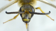 Halictus scabiosae